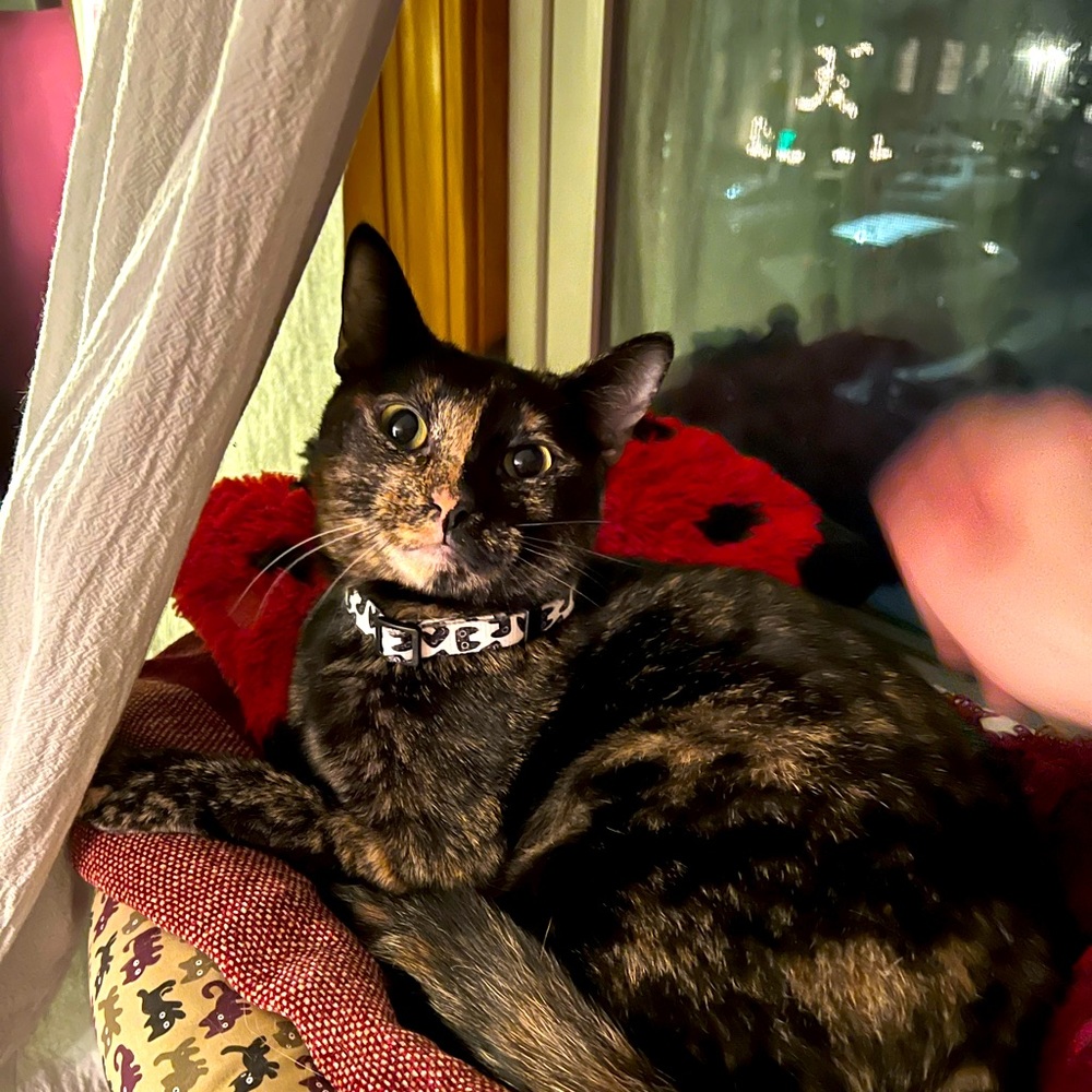 Meet your Posher, Ursula.